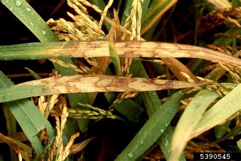 Rhizoctonia damping-off, blight and rot (Rhizoctonia solani ) on rice ...