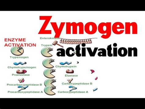 Zymogen activation - YouTube