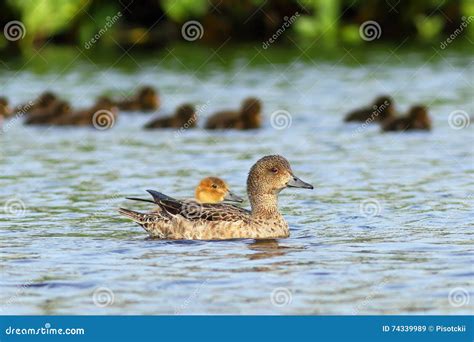 The Female Wigeon Swims with a Brood of Ducklings in Siberia Stock Image - Image of grass ...