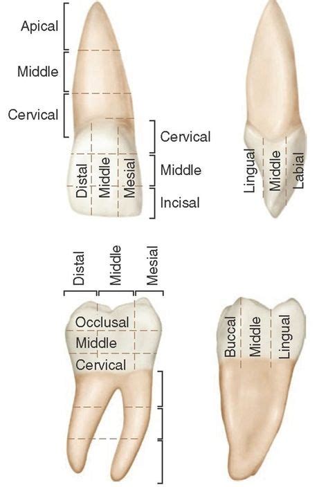 24 Dental Assisting ideas | dental, dental anatomy, dental assistant