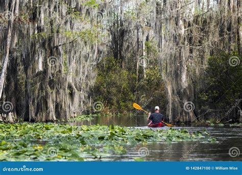 Kayak Paddling in the Okefenokee Swamp Stock Photo - Image of crocodile, okefenokee: 142847100