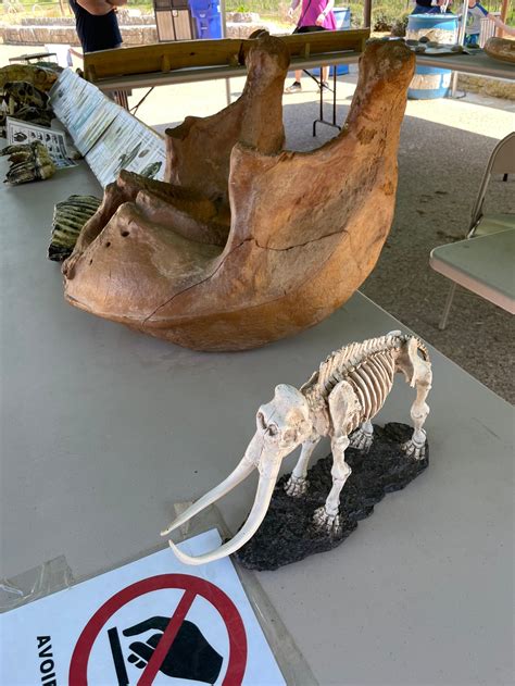 Waco Mammoth National Monument (Texas) – The History Mom