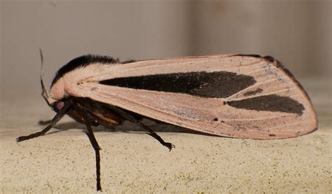 Skunk moth Creatonotos gangis Arctiinae Erebidae Noctuoide… | Flickr