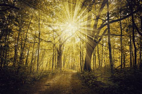 Forest of Light by AnthonyPresley on DeviantArt