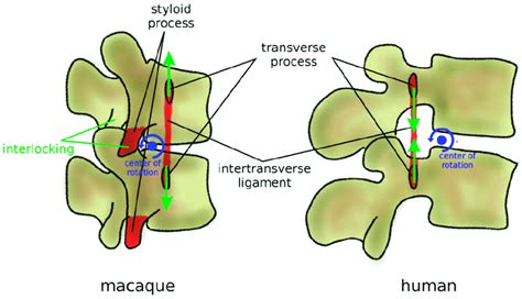 Anatomical protection mechanisms to avoid hyperextension in mammal... | Download Scientific Diagram