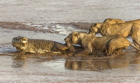 Pack of lions take on angry crocodile in vicious battle over prey ...