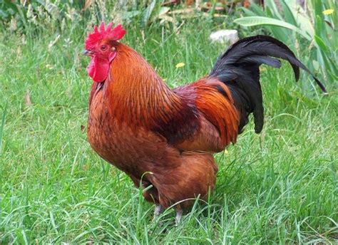 Rhode Island Chicken Facts, Profile, and Characteristics | Agri Farming