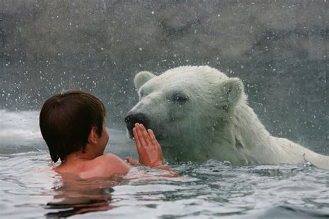 Polar Bear Habitat, Cochrane ON https://polarbearhabitat.ca/ | Polar bear, Bear habitat, Bear