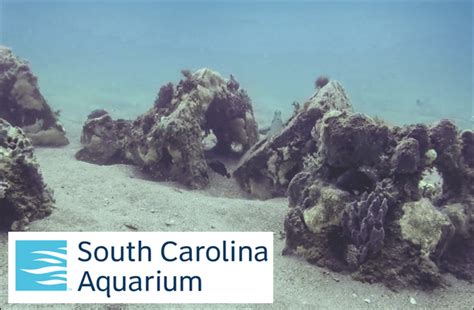 South Carolina Aquarium Announces New In-Water Research Program