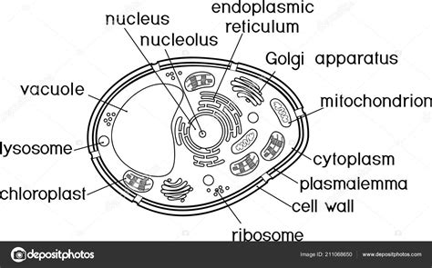 Coloring Page Plant Cell Structure Titles Stock Vector Image by ©mariaflaya #211068650