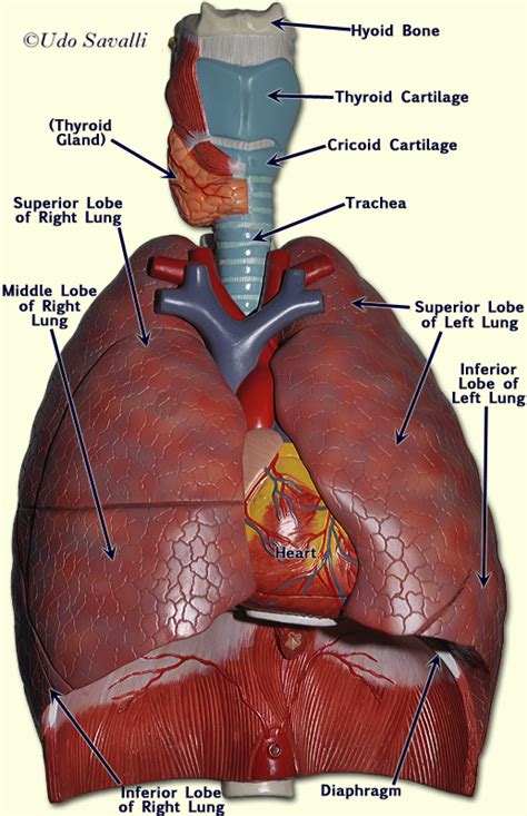 BIO202-Respiratory System