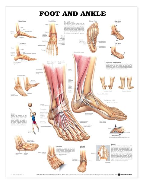 Parts Of The Foot And Ankle Diagram