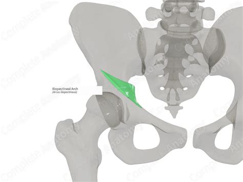 Iliopectineal Arch (Left) | Complete Anatomy