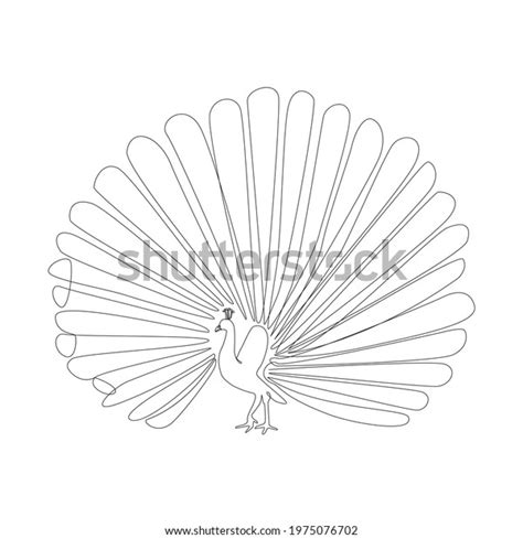 Line Drawing Peacock Tattoo Vector Illustration Stock Vector (Royalty ...