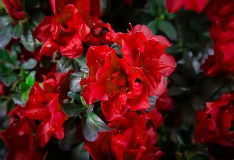 Autumn Fire Encore Azaleas For Sale Online | The Tree Center