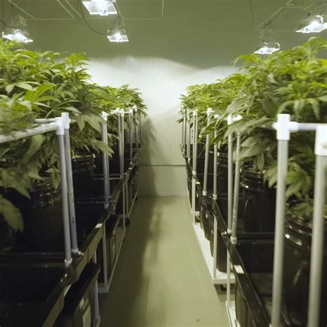 Indoor Grow Rooms | Cannabis Grow Room Wall Panels