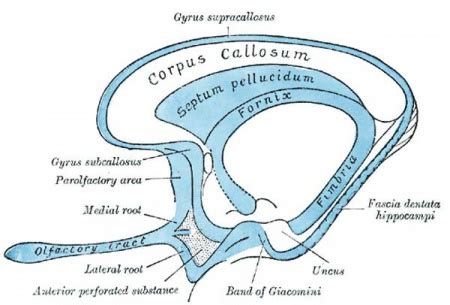 Neural - Rhinencephalon Development - Embryology