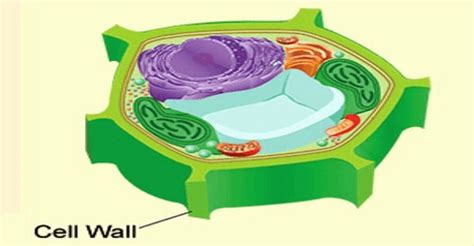 NCERT Class VIII Science Solutions: Chapter 8 Cell Structure and Functions Part 7- FlexiPrep