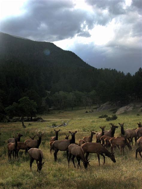 106 best Estes Park Wildlife images on Pinterest | Elk, Estes park ...