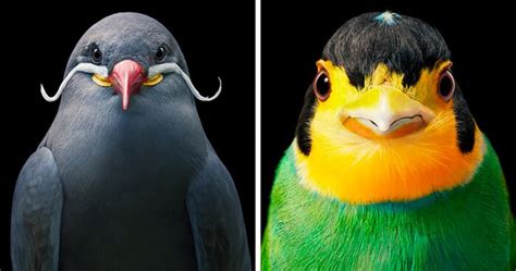 25 Striking Portraits Of Rare And Endangered Birds