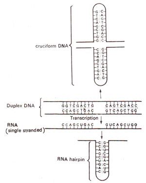 Termination and antitermination of mRNA synthesis in prokaryotes ...