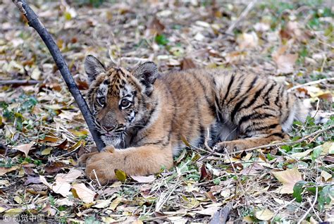 Facts about critically endangered South China tiger - CGTN