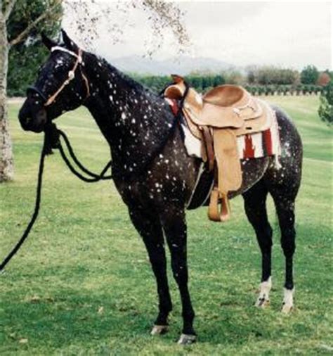 Black Snowflake Appaloosa | Horses, Rare horses, Unusual horse