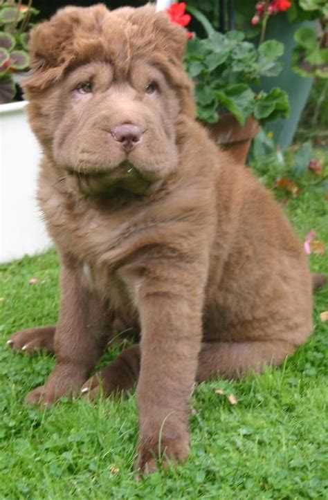 Chocolate Bear Coat Shar Pei. | Cute baby animals, Shar pei dog, Cute dogs