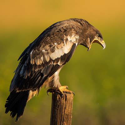 Mongolia Wildlife Photo Tour to Ikh Nart Nature Reserve