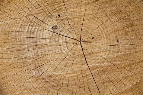 Tree trunk complete with hearwood, pith and radial lines | Flickr