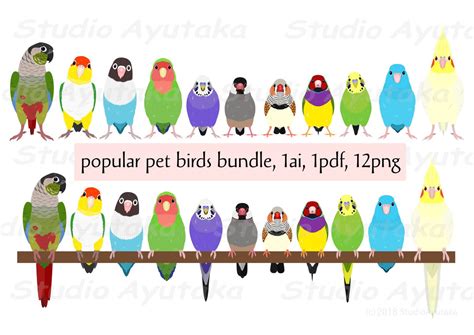 11 Popular Pet Birds Bundle, Ai, Pdf, Png - Etsy