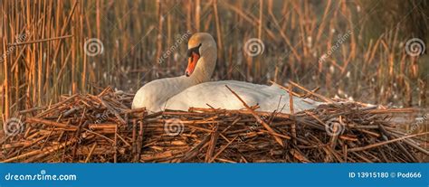 Swan Mute nesting stock photo. Image of beak, bird, nesting - 13915180