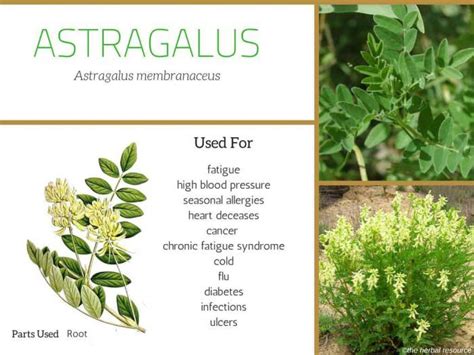 Astragalus Root - Benefits, Uses and Side Effects | Herbs, Medicinal ...