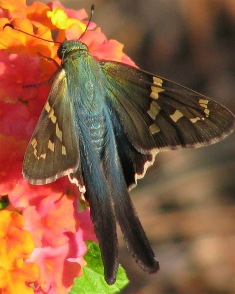 Long-tailed Skipper (GTM Research Reserve Butterfly Guide) · iNaturalist