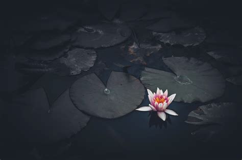 Download Pink Flower Flower Nature Lotus HD Wallpaper