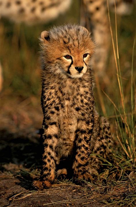 Cheetah | Description, Speed, Habitat, Diet, Cubs, & Facts | Britannica