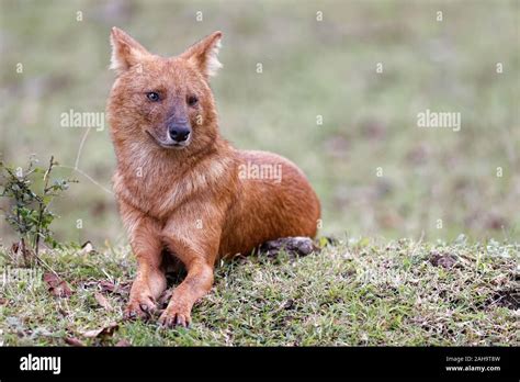 Indian wild dog hi-res stock photography and images - Alamy