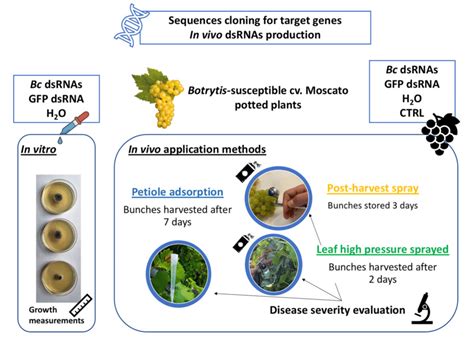 Experimental workflow overview of in vitro and in vivo experiments ...