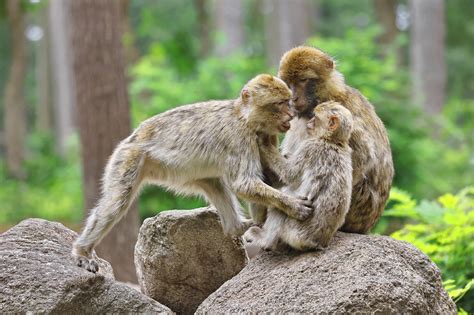 Barbary Macaques Relationship - Free photo on Pixabay - Pixabay