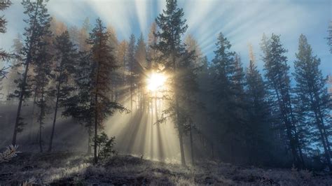 金伯利北极星山 阳光穿过树林 4k风景高清壁纸_图片编号325429-壁纸网