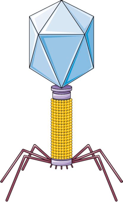 Bacteriophage - Servier Medical Art