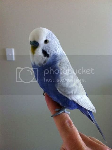 Members Violet Budgies - Budgie Mutations, Varieties and Genetics - Budgie Community Forums