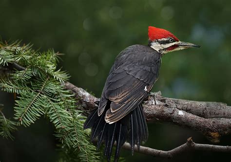 Step into the wild: Observe the woodpecker's talented pile driving skills (Video)