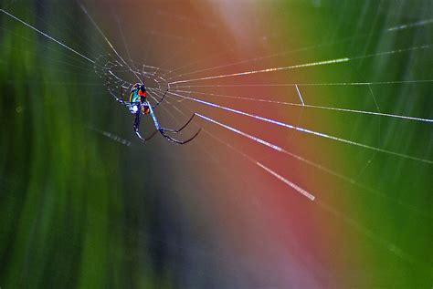 Spider After the Rain | Found this spider rebuilding its web… | Flickr