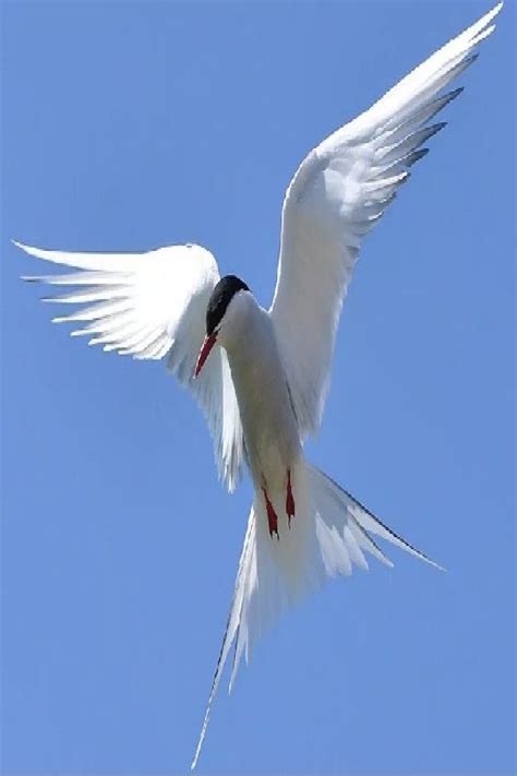 Fun Facts About Bird Migration | Fun facts about birds, Bird migration, Migratory birds