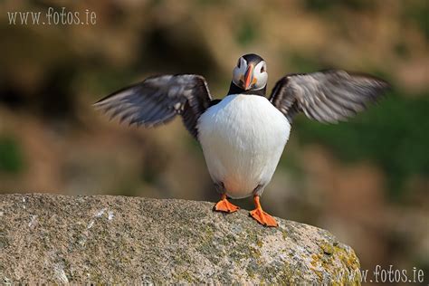 "The sand eel was this big" | www.fotos.ie No Banners Please… | Flickr