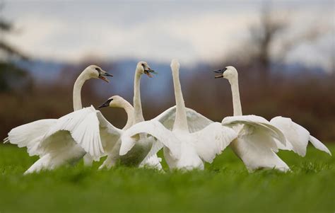 Audubon Photography Awards | Audubon