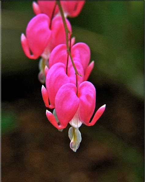 How to Start Bleeding Hearts From Root Cuttings or Seeds - Dengarden