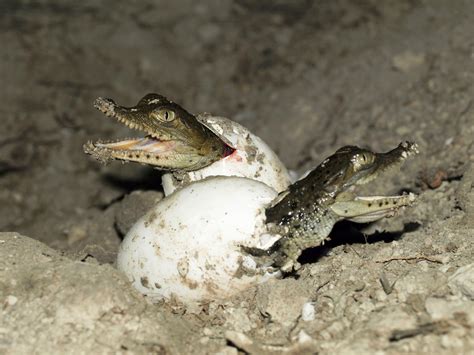 “Virgin Birth” Discovered In Crocodiles - Hints Asexual Reproduction in ...