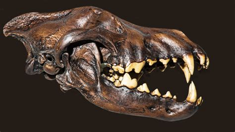 Wolf Skull Measurements